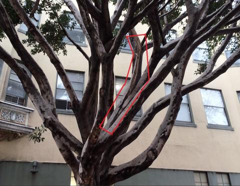 601 O'Farrell St ("445" Leavenworth St. frontage) tree