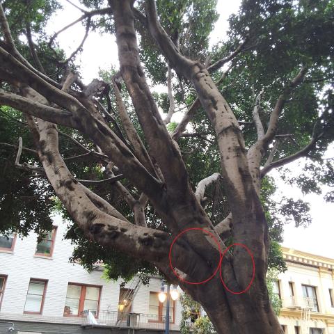 601 O'Farrell St ("445" Leavenworth St. frontage) tree