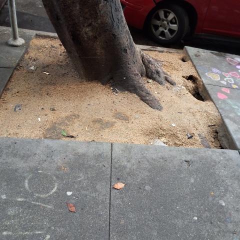 601 O'Farrell St ("445" Leavenworth St. frontage) tree