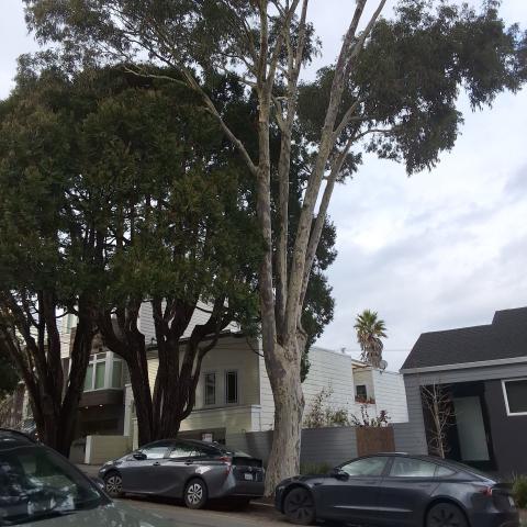 500 Clipper St tree