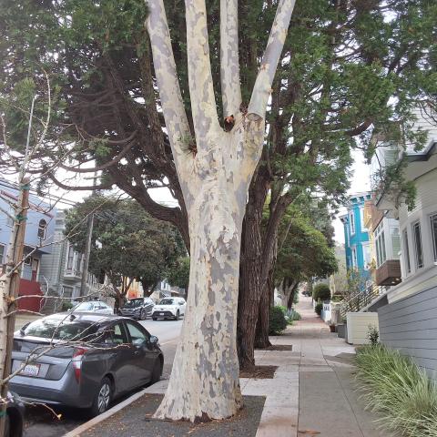 500 Clipper St tree