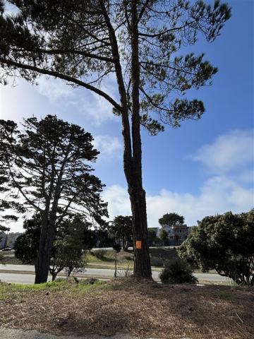 1200 Sunset Ave tree