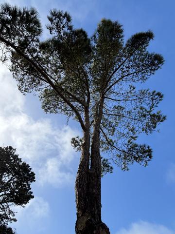 1200 Sunset Ave tree