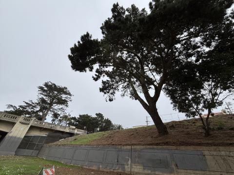 1200 Sunset Ave tree