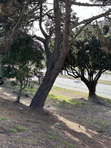 1200 Sunset Ave tree