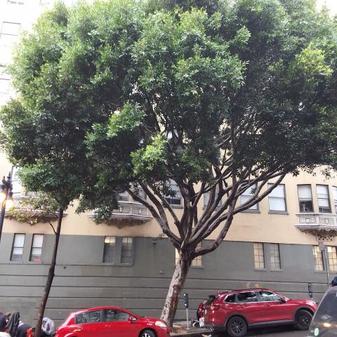 601 O'Farrell St ("445" Leavenworth St. frontage) tree