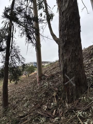 1325 Bosworth St tree