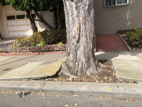 172 Escolta Way tree