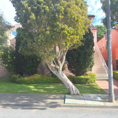 2924 21st Ave tree