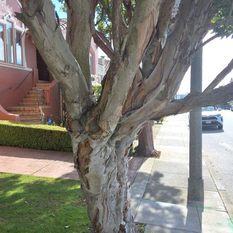 2924 21st Ave tree