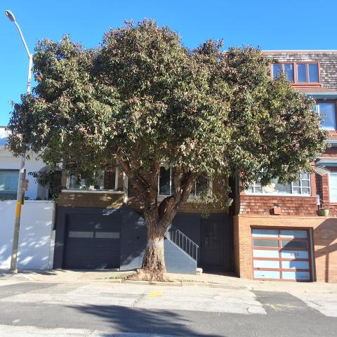 461 Roosevelt Way tree