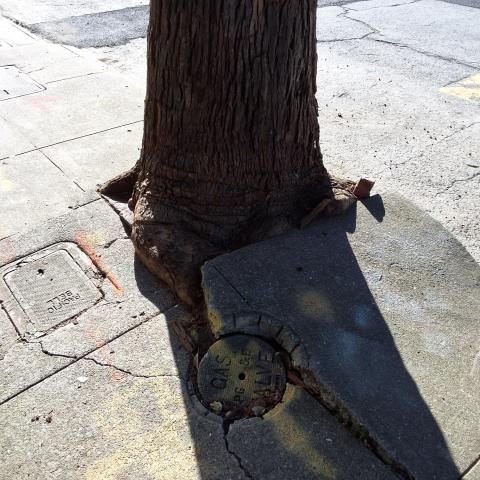 461 Roosevelt Way tree