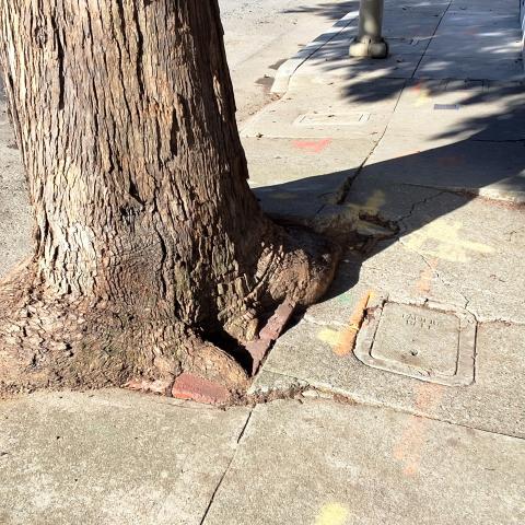 461 Roosevelt Way tree