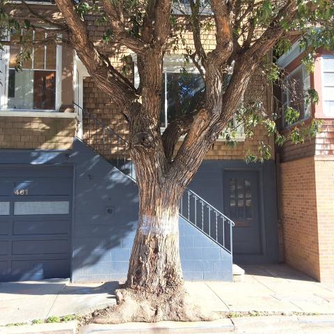 461 Roosevelt Way tree