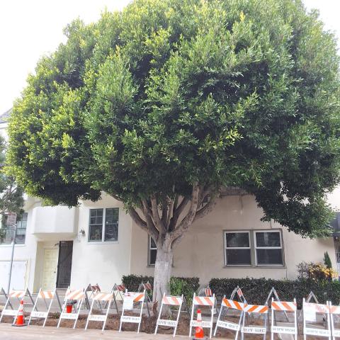 530 Grove St tree