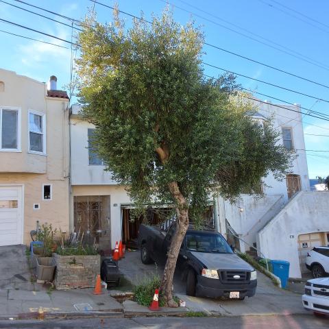 718 Brussels St tree