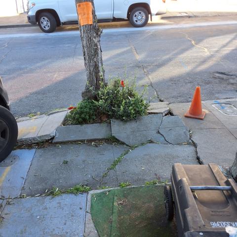 718 Brussels St tree