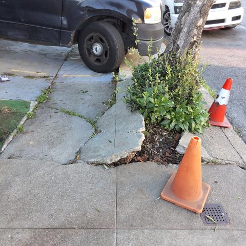 718 Brussels St tree