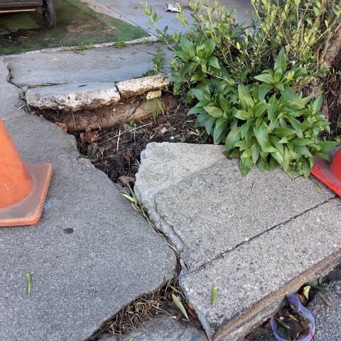 718 Brussels St tree