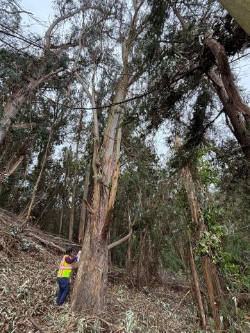 1325 Bosworth St tree