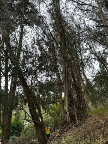 1325 Bosworth St tree