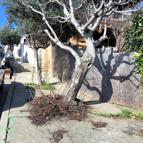 1150 20th St / 491 Pennsylvania Street tree one