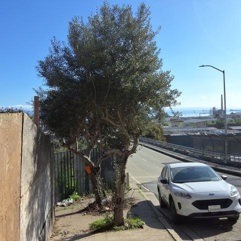 1150 20th Street and 491 Pennsylvania Street tree two