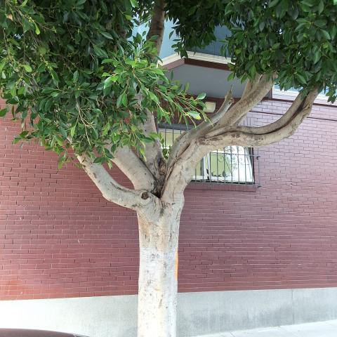 121 Richland Avenue tree