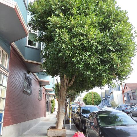 121 Richland Avenue tree