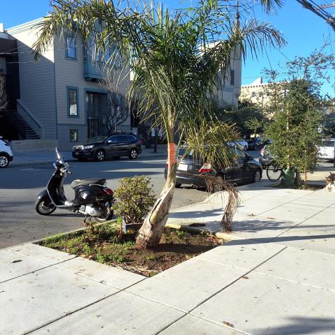 1285 Sanchez Street tree