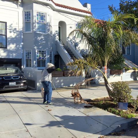 1285 Sanchez Street tree