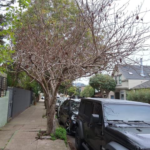 144 Laidley St tree