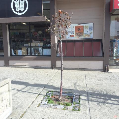 1700 Buchanan Street tree