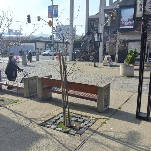 1700 Buchanan Street tree