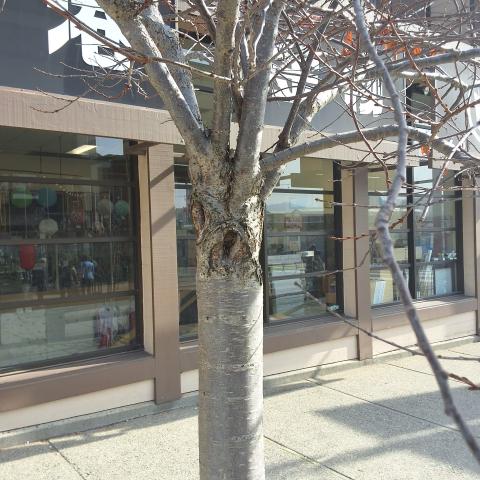 1700 Buchanan Street tree