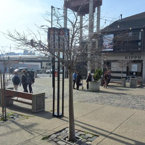 1700 Buchanan Street tree