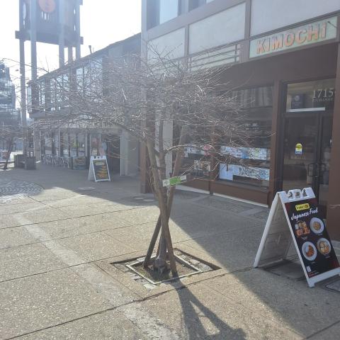 1715 Buchanan Street tree