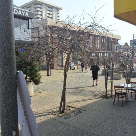 1723 Buchanan Street tree