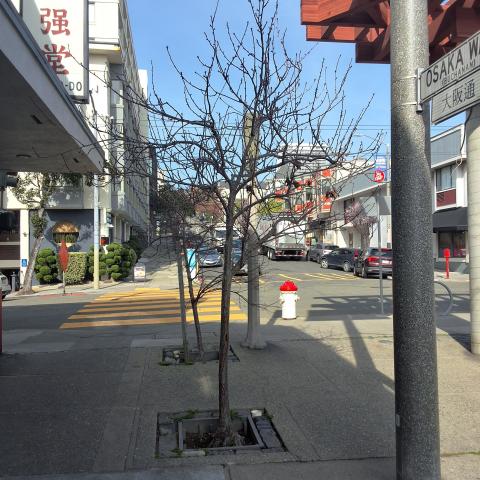 1745 Buchanan Street tree