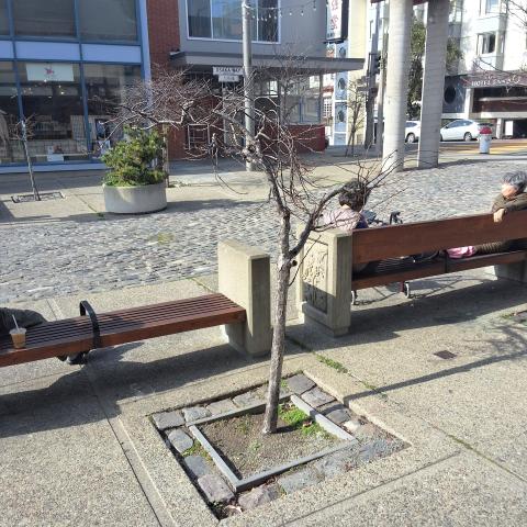 1756 Buchanan Street tree