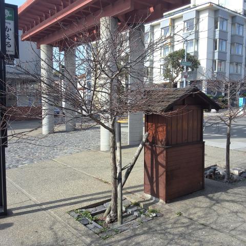 1756 Buchanan Street tree