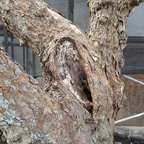 30 Rockwood Court tree