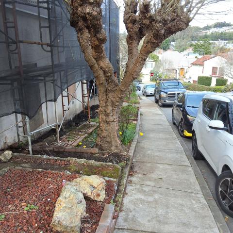 30 Rockwood Court tree