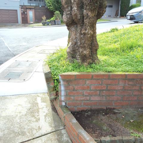 30 Rockwood Court tree