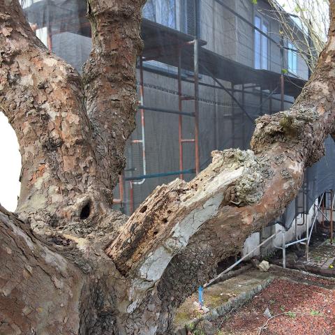 30 Rockwood Court tree