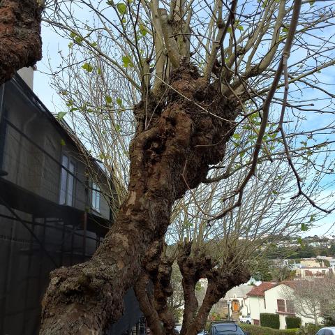 30 Rockwood Court tree