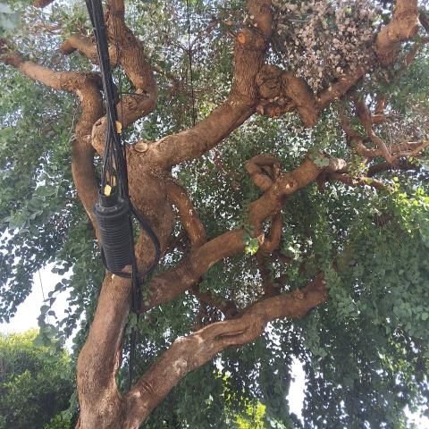 3096 Washington St. tree