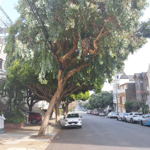 3096 Washington St. tree
