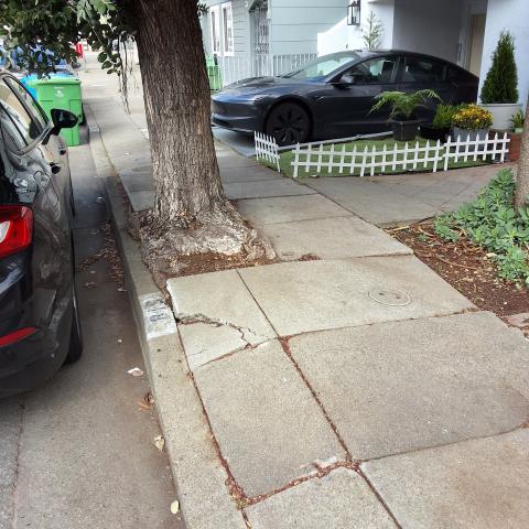 518 Edna Street tree