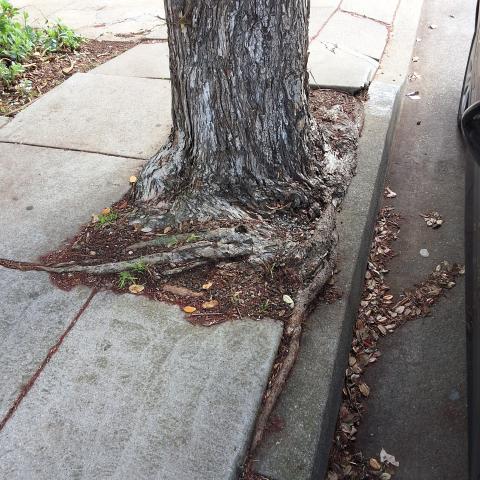 518 Edna Street tree